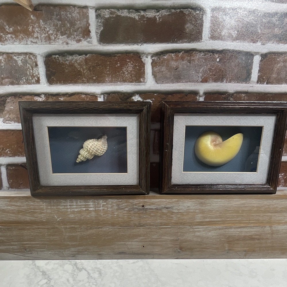 Figi Graphics Framed Seashell & Nautilus Shell Wall Art Set of 2 8x6"